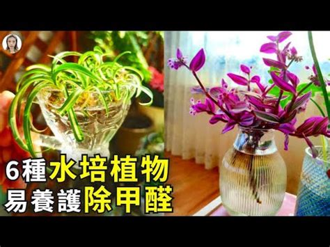 室內水種植物|水種新手入門指南：15 種室內水種植物推薦 